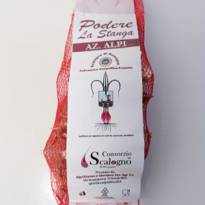 Scalogno di Romagna I.g.p. – 1 Kg.