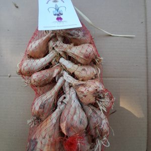 Treccia Artigianale di Scalogno di Romagna I.g.p. – 500 Gr.